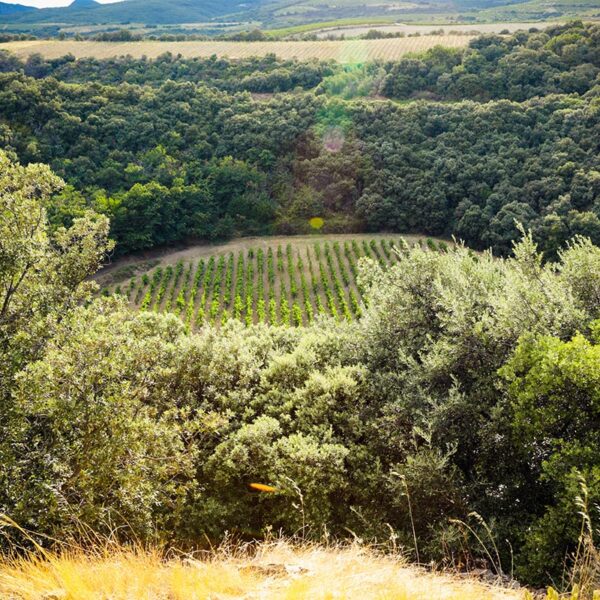 Cratère - Domaine du Meteore