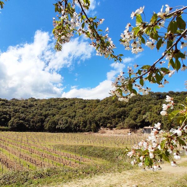 Cratère - Domaine du Meteore