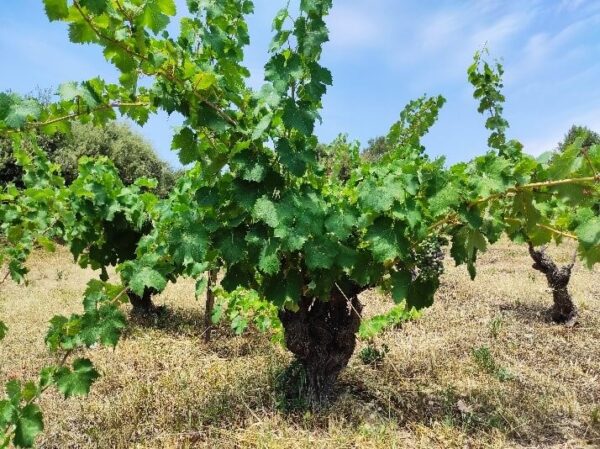 Mourvèdre
