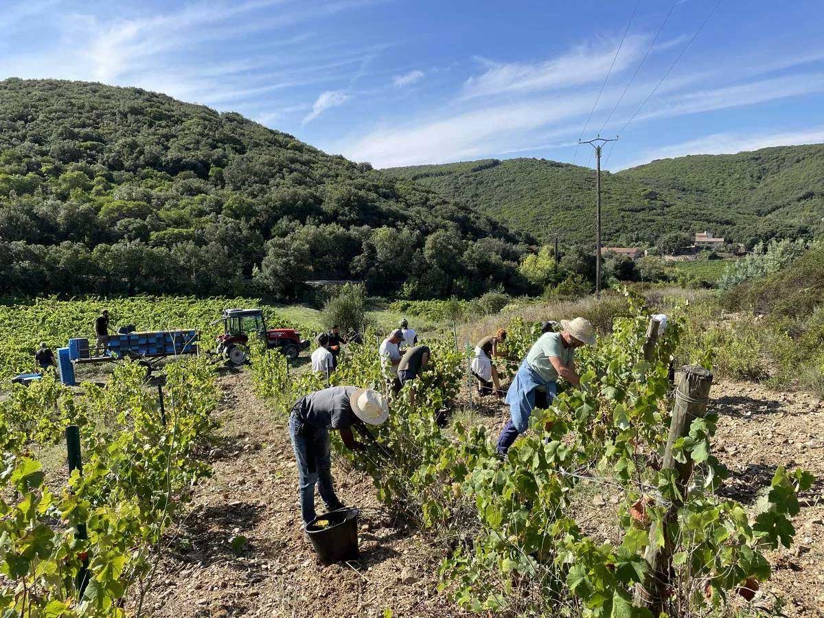 Grape pickers during the harvest