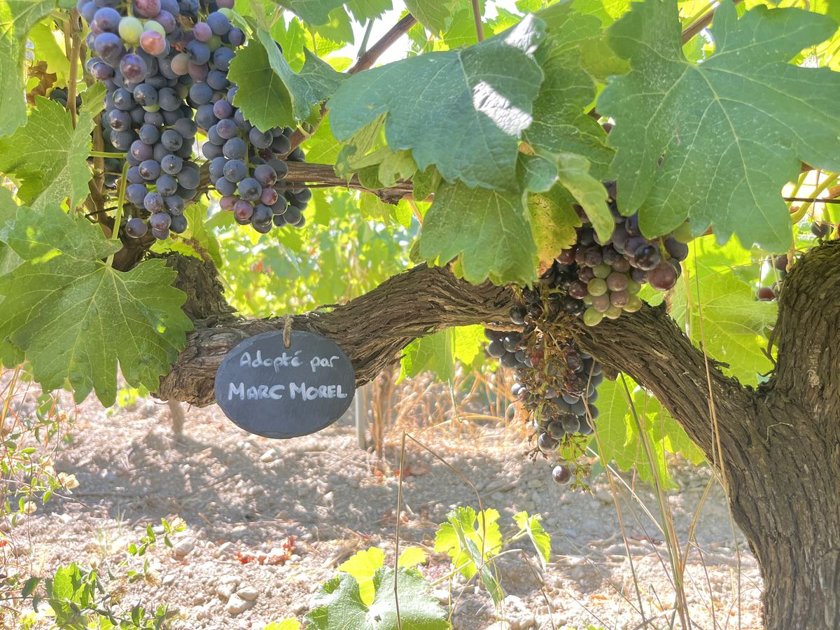 Personalised slate tag on a vine